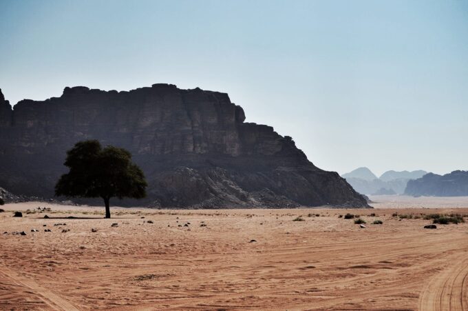 Overnight in Wadi Rum | Sleeping in the Desert - The fig tree at Lawrence Spring