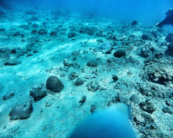 Incredible visibility underwater - diving through the corals and fishes is far more impressive in-person!