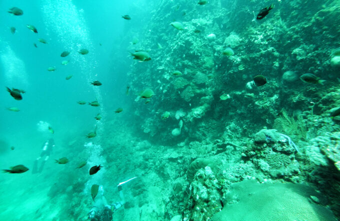 A School of fish in Ko Bi Da south of Phi Phi Island