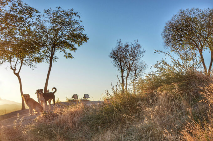 My hiking companion in Uchisar, Cappadocia while I was trying to capture those sunrise views!