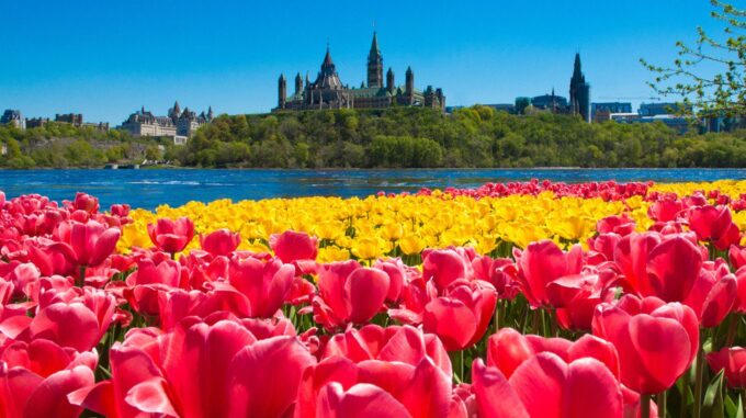 Tulip Festival Ottawa 2017